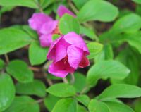 Strong pink bowl like flowers over fresh green foliage.